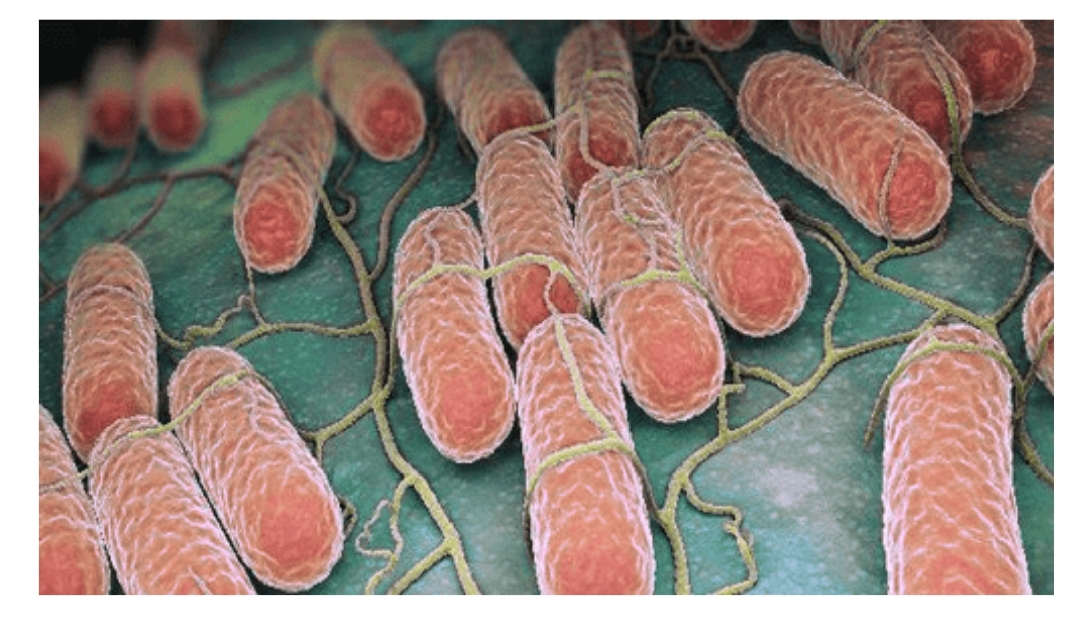 Understanding Salmonella Infection: Causes, Symptoms, Treatment, and Prevention