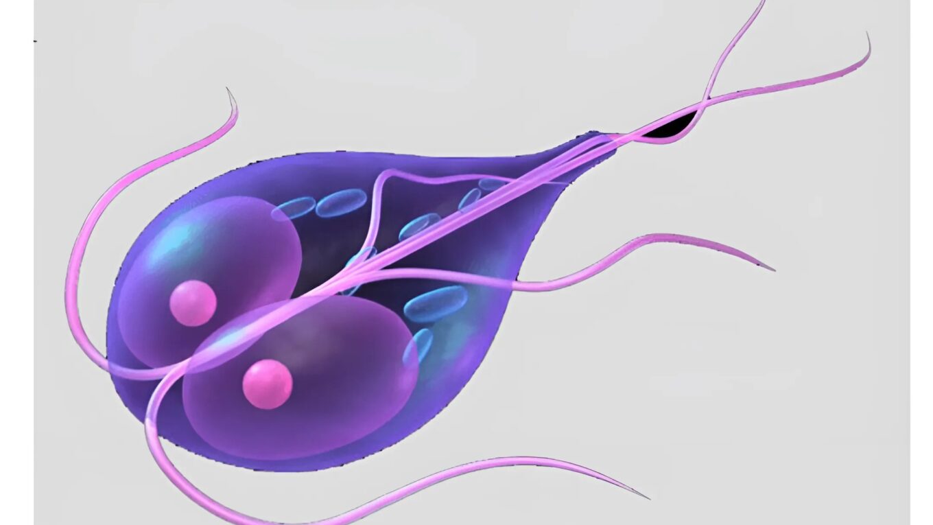 Understanding Giardiasis Lamblia: Symptoms, Causes, Diagnosis, and Treatment