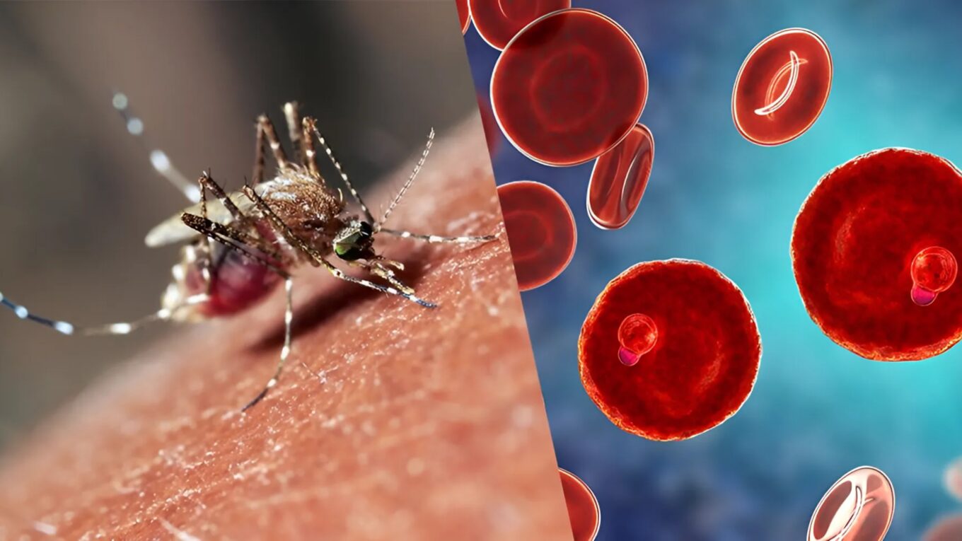 Understanding Malaria: Causes, Symptoms, Treatment, and Prevention