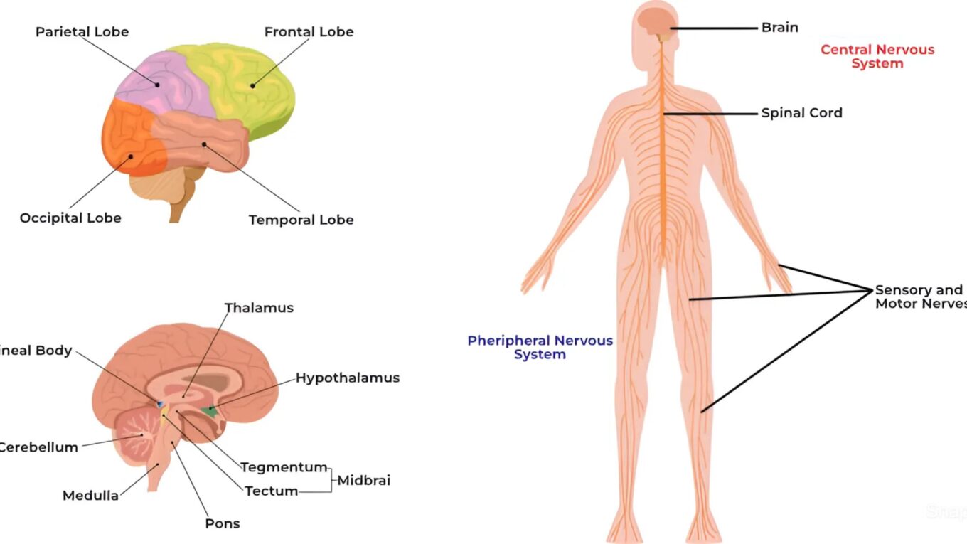 Understanding the Central Nervous System: Analysis, Function, and Disorders